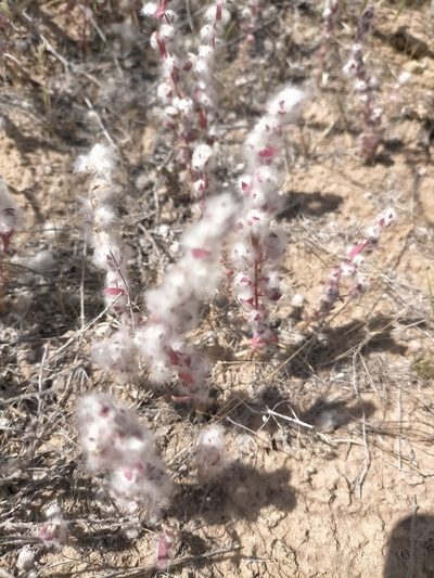Bassia eriophora, photographed by Samantha Bazan