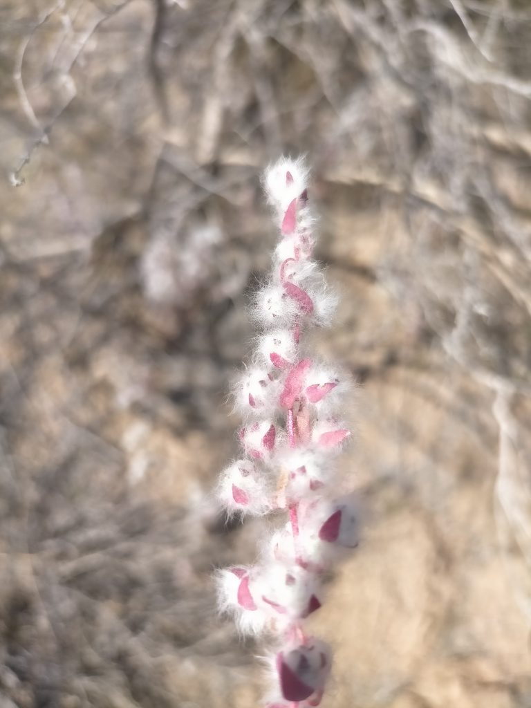 Bassia eriophora, photographed by Samantha Bazan