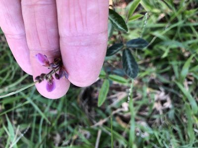 Desmodium incanum, photographed by Caroline Voget