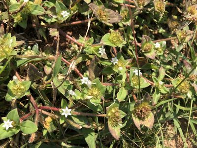 Richardia brasiliensis, photographed by Caroline Voget
