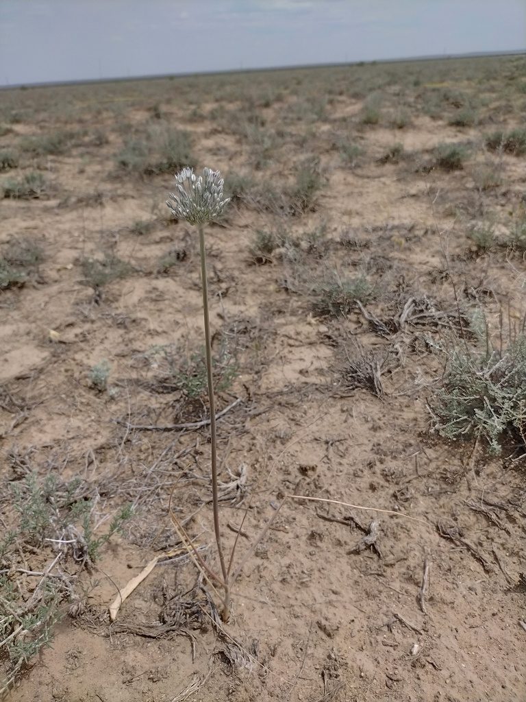 Allium filidens, photographed by Samantha Bazan