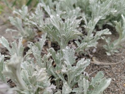 Artemisia stelleriana, photographed by Валерия Ковалева