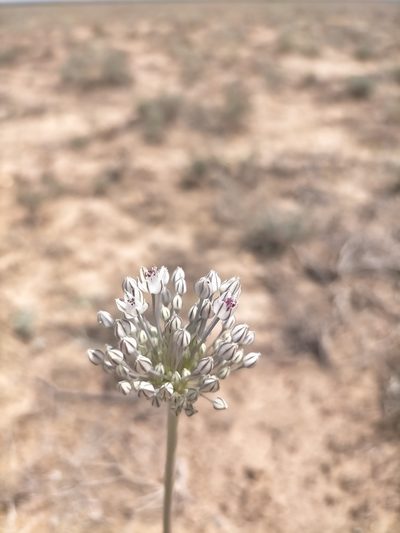Allium filidens, photographed by Samantha Bazan