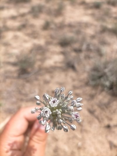 Allium filidens, photographed by Samantha Bazan
