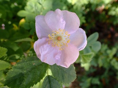 Rosa californica, photographed by Cricket Raspet