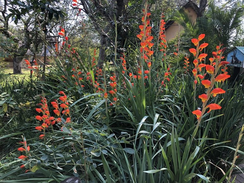 Gladiolus dalenii, photographed by Caroline Voget