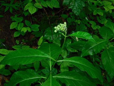Asclepias exaltata, photographed by Michael J. Papay