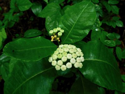Asclepias variegata, photographed by Michael J. Papay