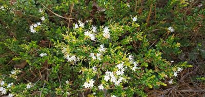 Kalmia buxifolia, photographed by Laura Gaudette