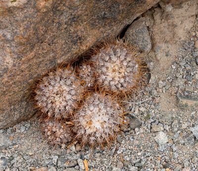 Copiapoa dealbata, photographed by Nicolás Villaseca Merino