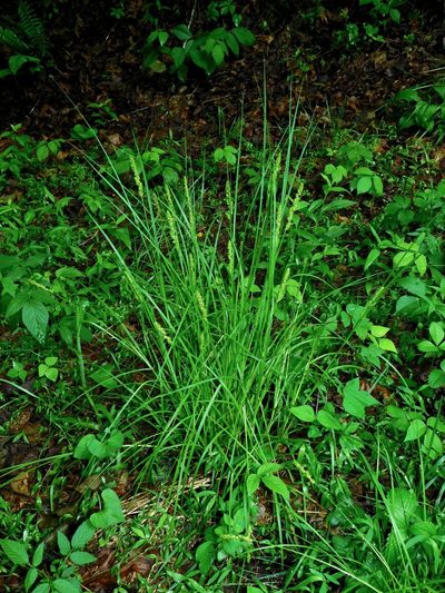 Carex annectens, photographed by Michael J. Papay