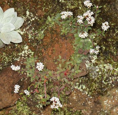 Crassula setulosa, photographed by Alan Manson