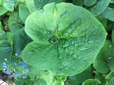 Brunnera sibirica, photographed by Виктор