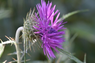 Galactites tomentosus, photographed by Jacqueline Jeanne