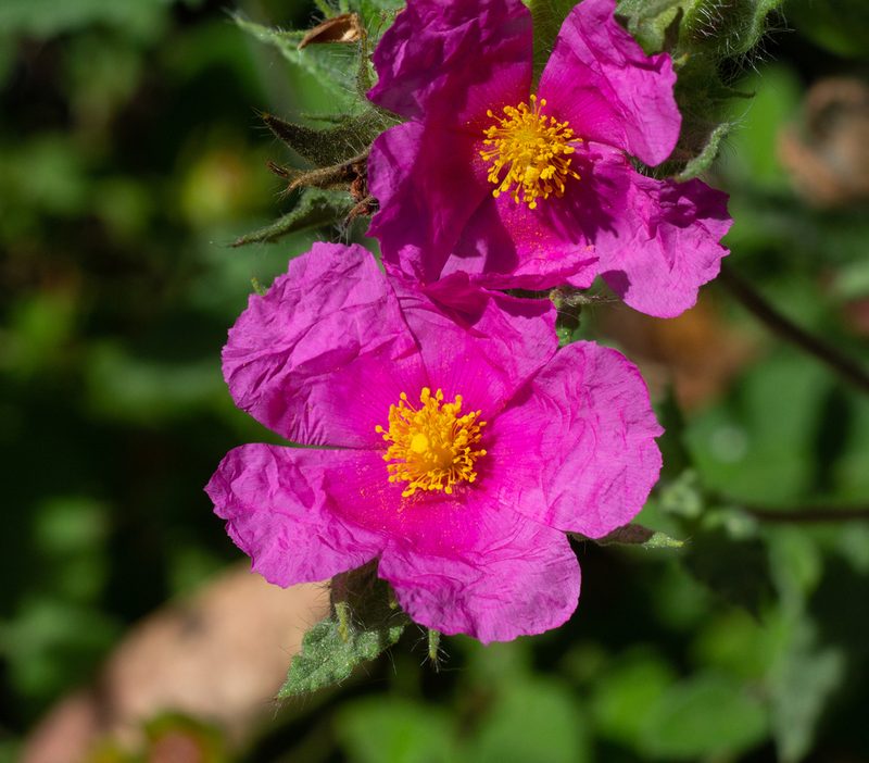 Cistus crispus, photographed by Daniela Costa