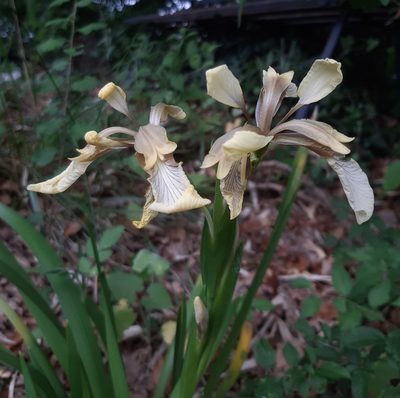 Iris foetidissima, photographed by Bartholomeus van der Geer