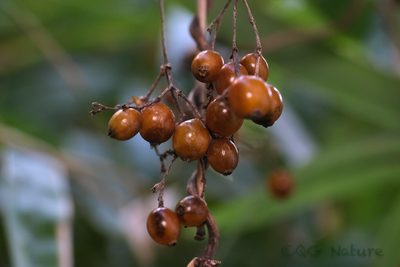Paederia foetida, photographed by Wang.QG