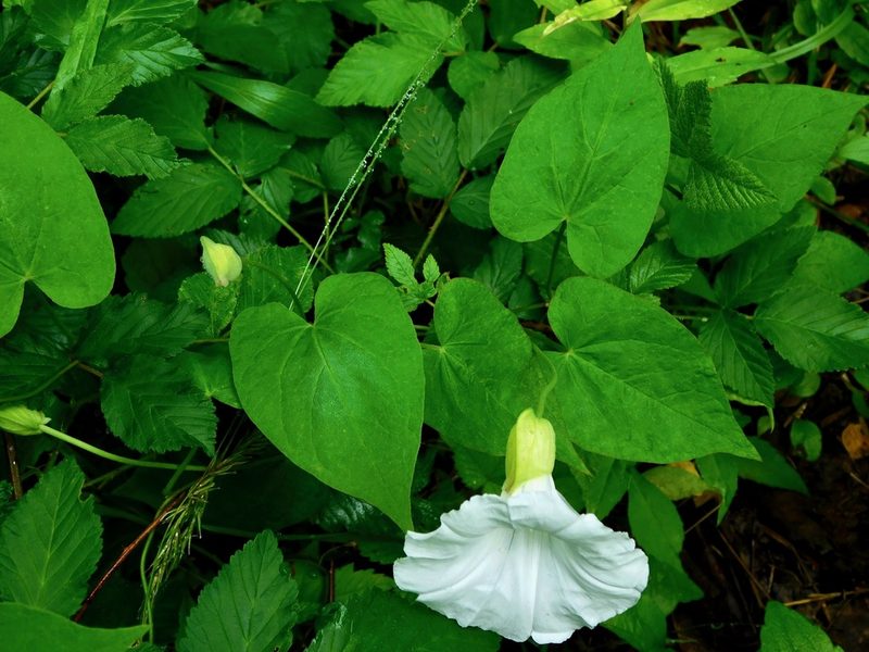 Calystegia catesbeiana, photographed by Michael J. Papay