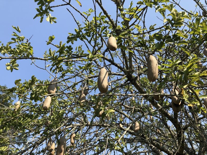 Kigelia africana, photographed by Caroline Voget