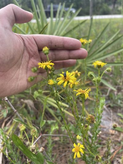 Chrysopsis subulata, photographed by Brandon Corder