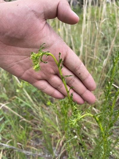 Chrysopsis subulata, photographed by Brandon Corder