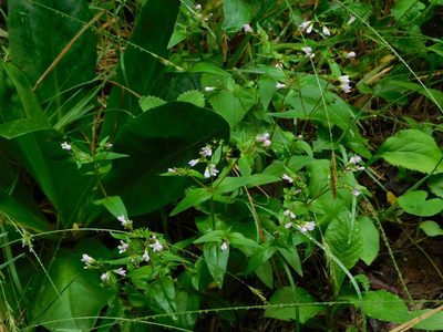 Houstonia purpurea, photographed by Michael J. Papay