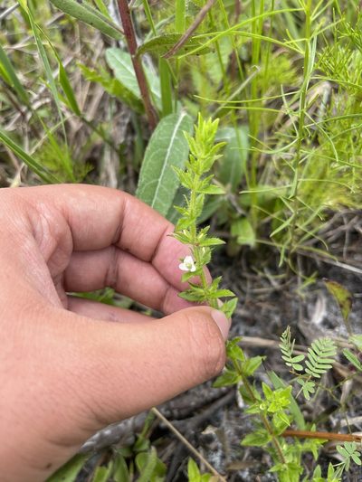 Gratiola pilosa, photographed by Brandon Corder