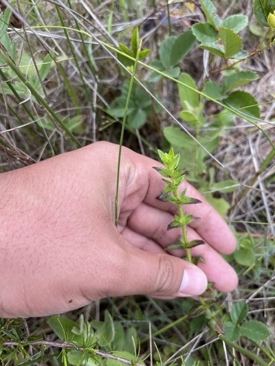 Gratiola pilosa, photographed by Brandon Corder