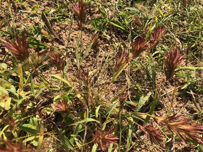 Eragrostis patens, photographed by Caroline Voget