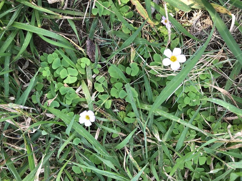 Oxalis obliquifolia, photographed by Caroline Voget
