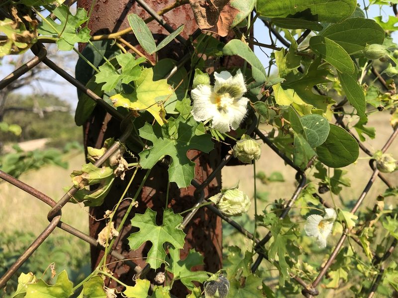 Momordica balsamina, photographed by Caroline Voget
