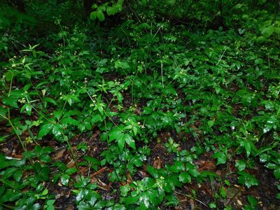 Sanicula canadensis, photographed by Michael J. Papay