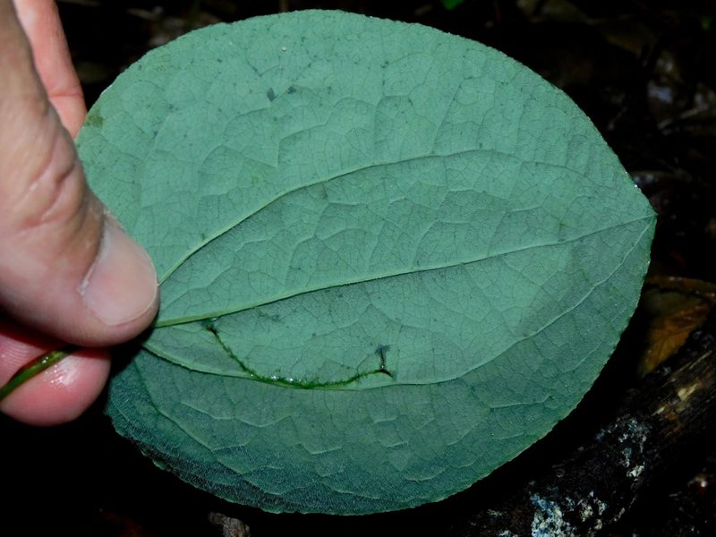 Smilax hugeri, photographed by Michael J. Papay