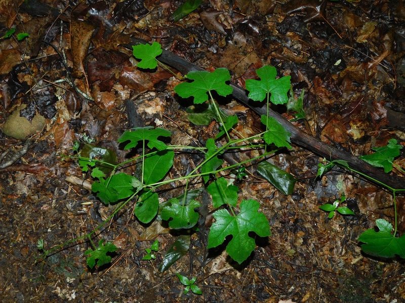 Vitis aestivalis, photographed by Michael J. Papay