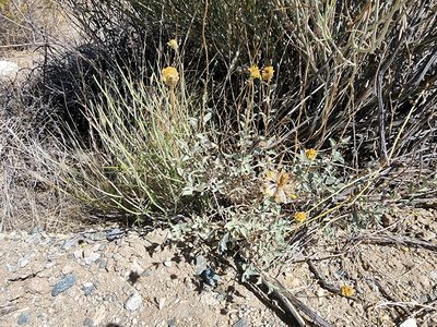Encelia actoni
