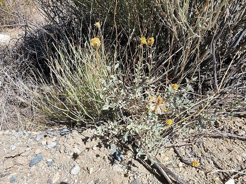 Encelia actoni, photographed by Zachary Wimberly