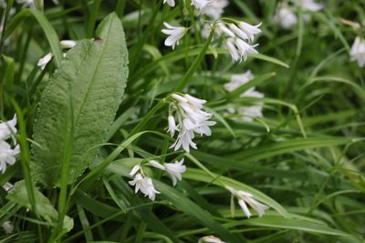 Allium triquetrum, photographed by Jerry Lanfear