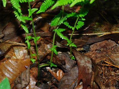 Amauropelta noveboracensis, photographed by Michael J. Papay