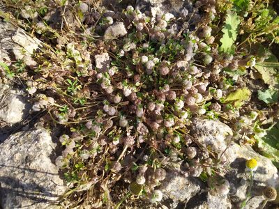 Trifolium tomentosum, photographed by carnifex