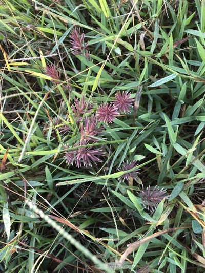 Eragrostis patens, photographed by Caroline Voget