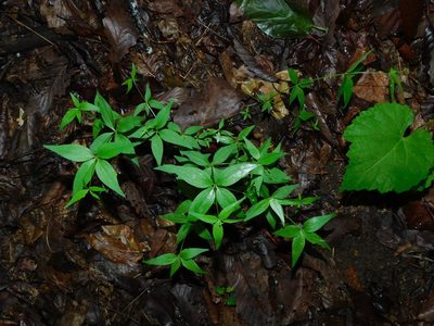 Trichogalium latifolium, photographed by Michael J. Papay