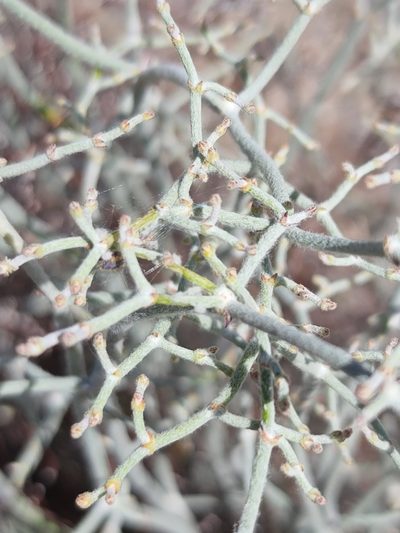 Eriogonum plumatella, photographed by Zachary Wimberly