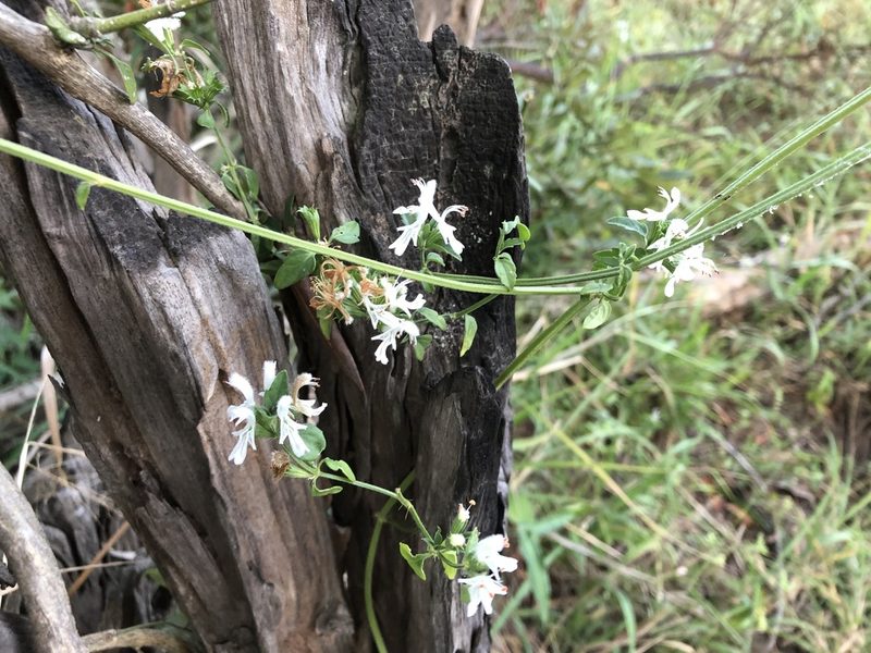 Leucas glabrata, photographed by Caroline Voget