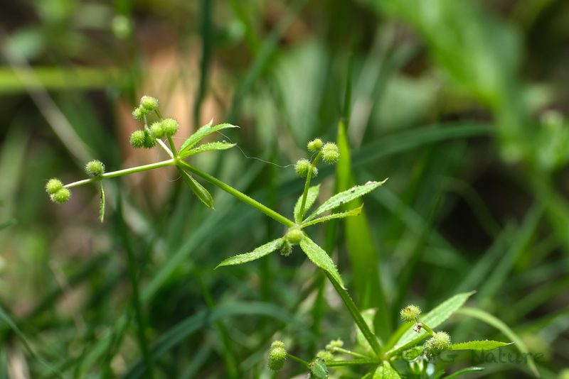 Galium spurium, photographed by Wang.QG