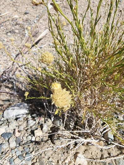 Acamptopappus sphaerocephalus, photographed by Zachary Wimberly