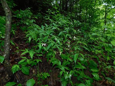 Gillenia trifoliata, photographed by Michael J. Papay