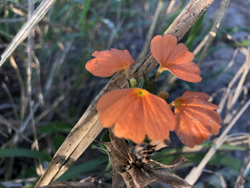 Crossandra fruticulosa, photographed by Caroline Voget