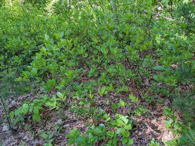 Clethra alnifolia, photographed by Dan Bender