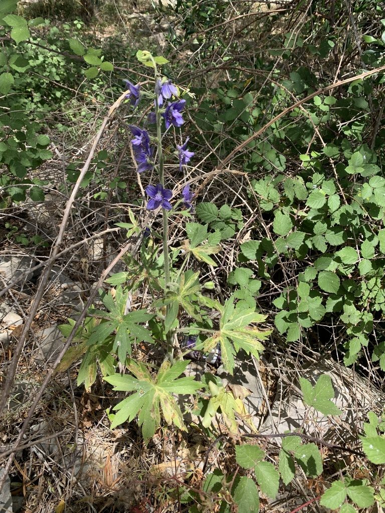 Delphinium staphisagria, photographed by Jan Sheppard