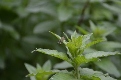 Lysimachia punctata, photographed by Michael Grundner